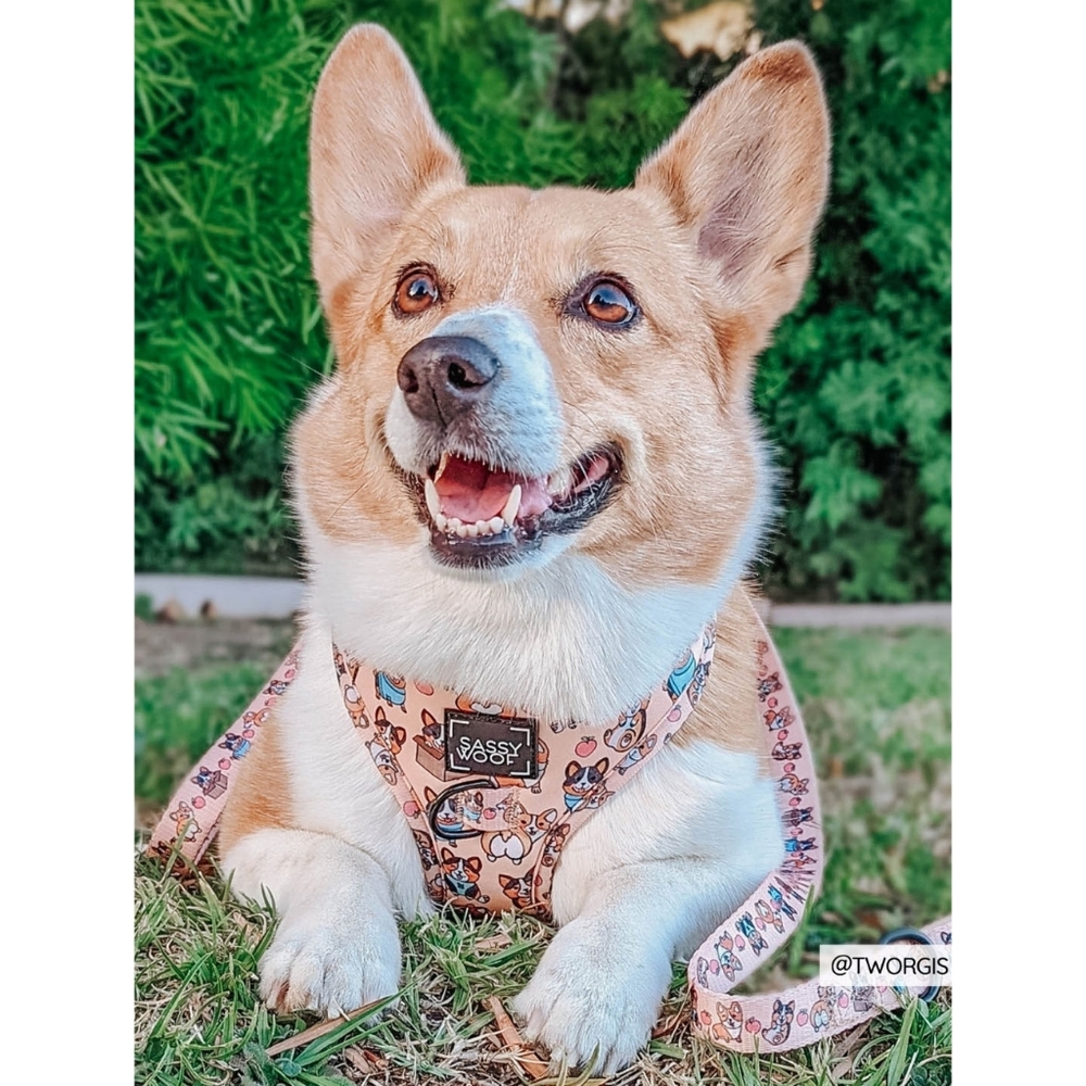Sassy Woof Corgilicious Large Dog Harness - Picture 7 of 16